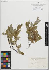 Foto von Salix glauca L.